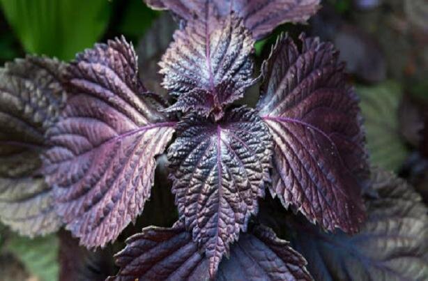 مصرف نعنا کلید درمان این بیماری‌ها