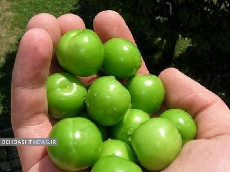 خواص درمانی گوجه‌ سبز یکی از میوه‌های فصل بهار!
