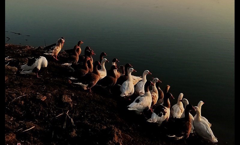 استراحت غازها در کنار رود فرات + عکس