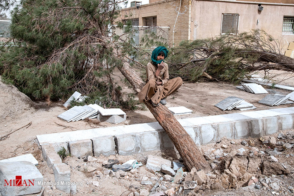 شکستن درختان زاهدان در پی طوفان شدید + عکس