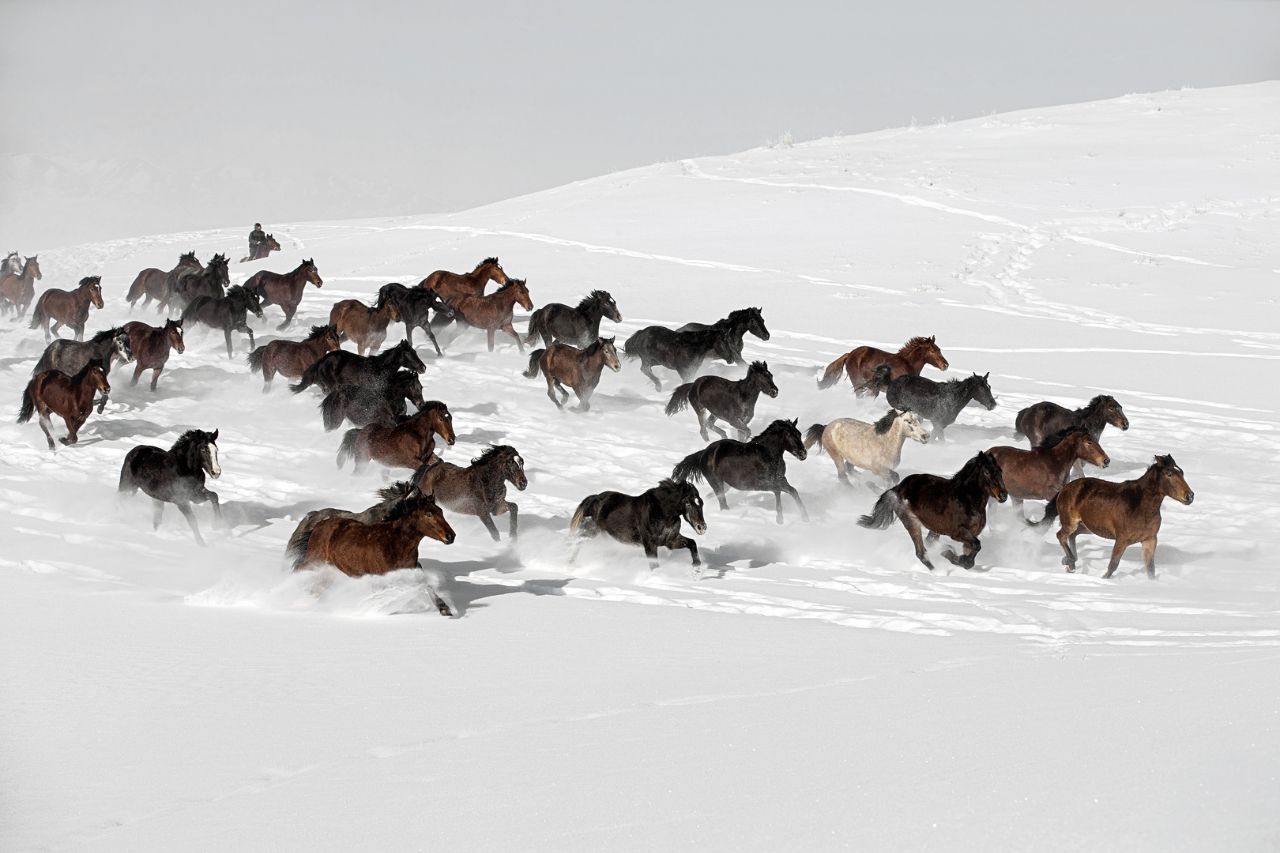 اسب‌های وحشی در برف + عکس