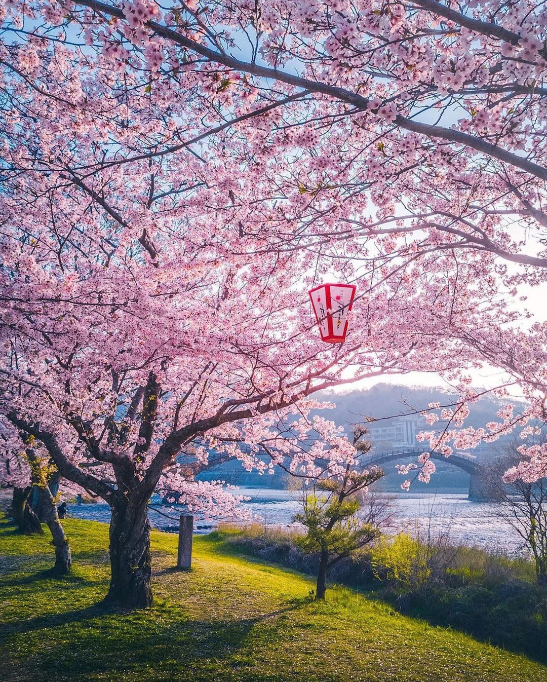 تصاویری اعجاب انگیز از فرا رسیدن بهار در ژاپن + عکس