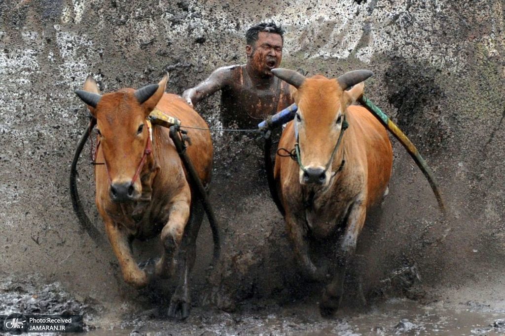 تمرینات پیش از مسابقه سنتی گاوها در اندونزی + عکس