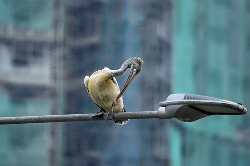 استراحت پلیکان روی تیر چراغ + عکس