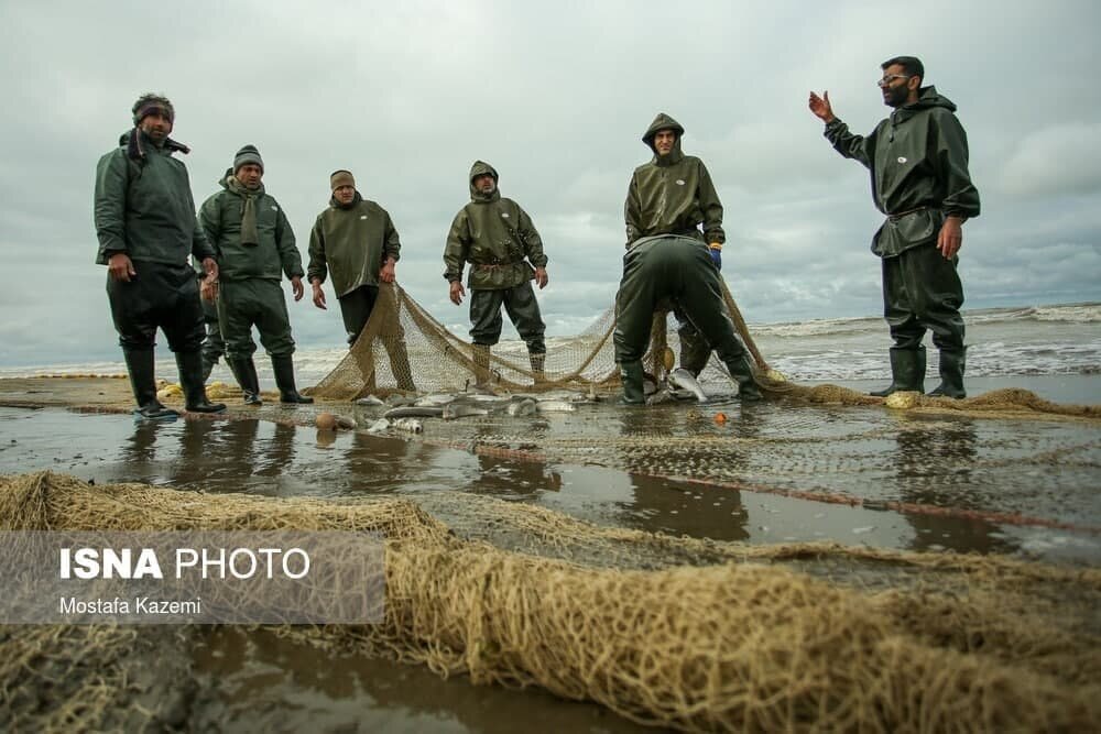  آخرین روزهای صید ماهی در مازندران+ عکس