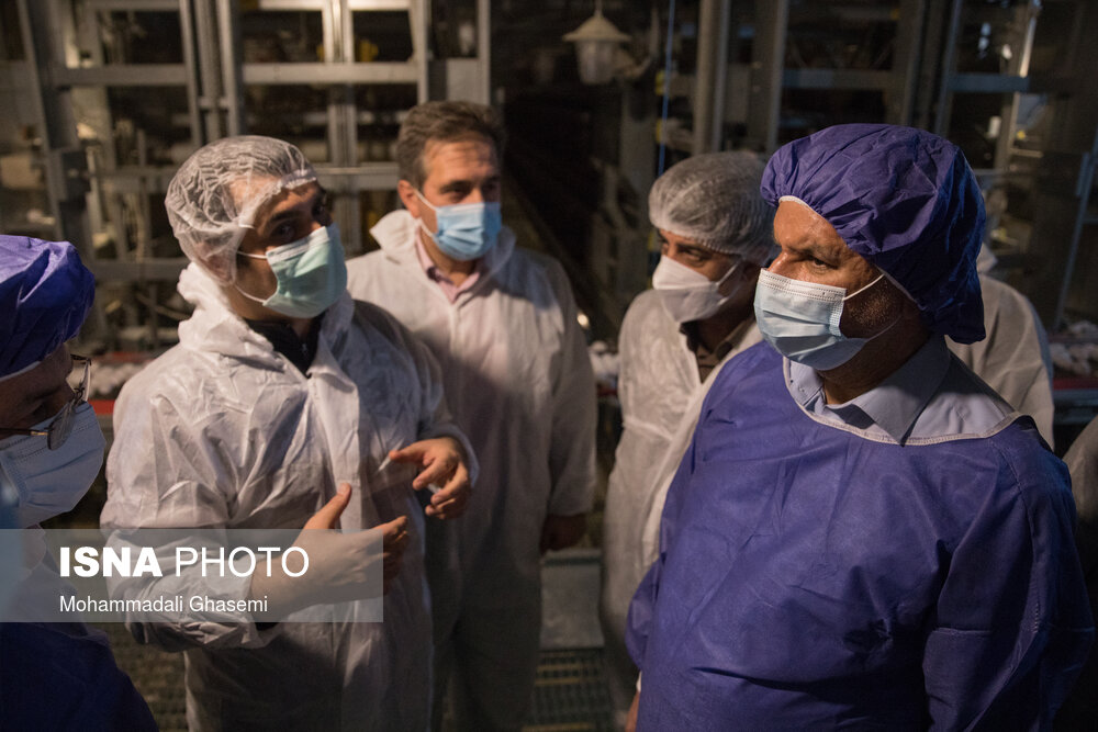  بازدید جهانگیری از یک واحد تولیدی تخم‌مرغ + عکس