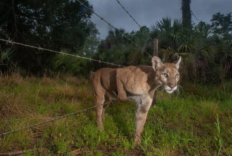 عبور کردن پلنگ از حصار + عکس