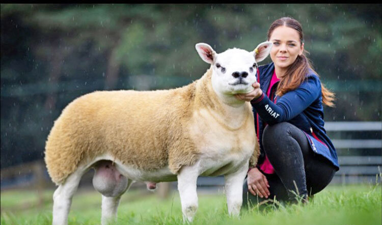 گرانترین بره جهان با قیمت 11 میلیارد تومان + عکس
