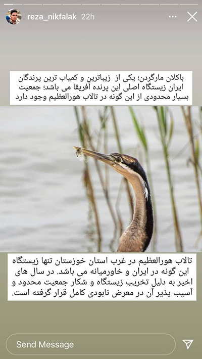 پرنده نادر آفریقایی در ایران تلف شد + عکس