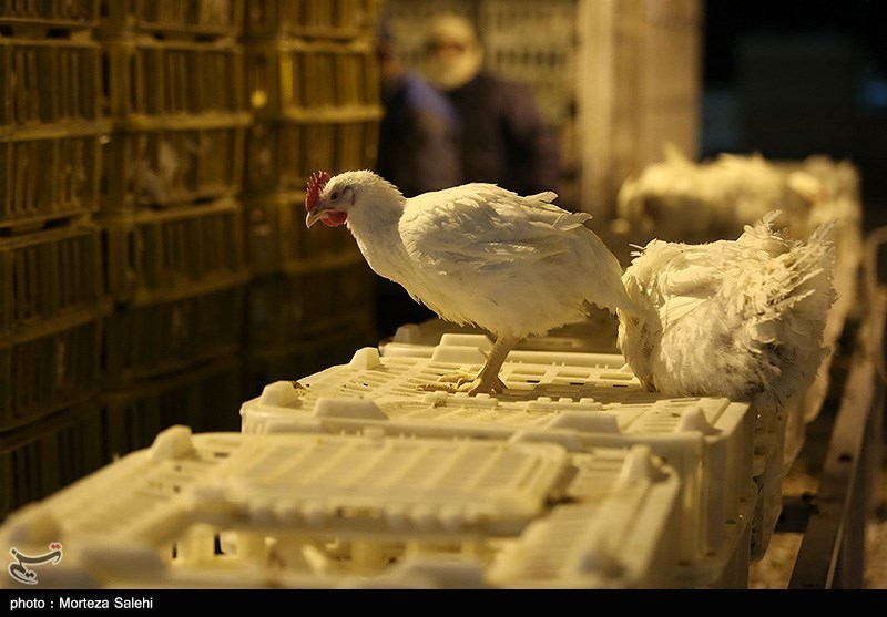 کشتار مرغ در کشتارگاههای اصفهان + عکس