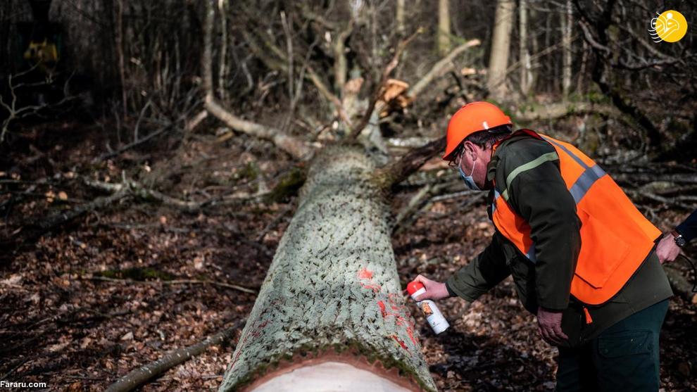 قطع درختان بلوط چند صد ساله برای بازسازی کلیسای نوتردام + عکس