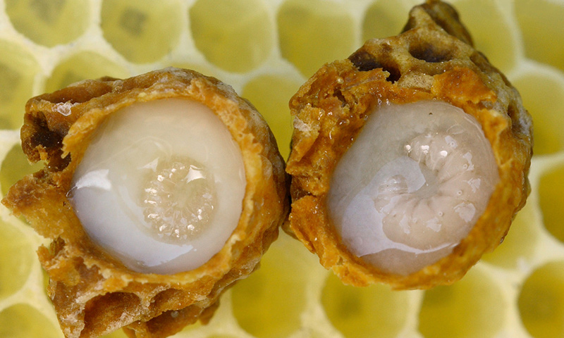 5 خاصیت درمانی ژله رویال را بهتر بشناسید