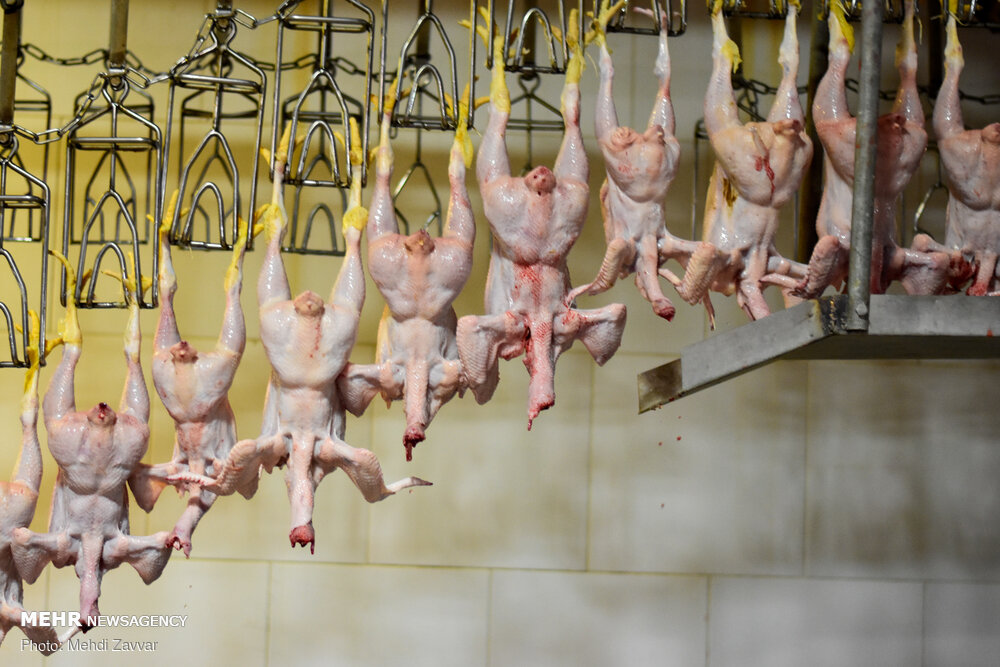 آنچه در کشتارگاه صنعتی طیور در ارومیه می گذرد + عکس