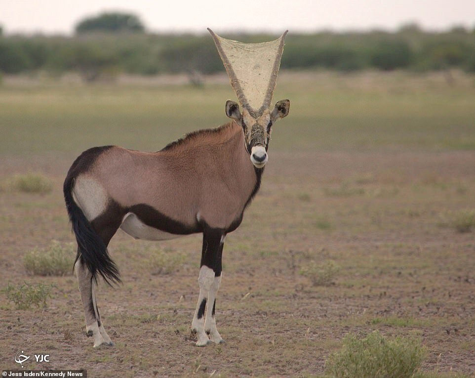 تار عنکبوت بستن بین شاخ های بز کوهی + عکس