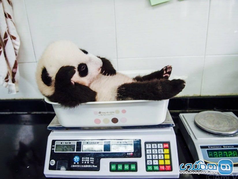 وزن کشی پاندا + عکس 