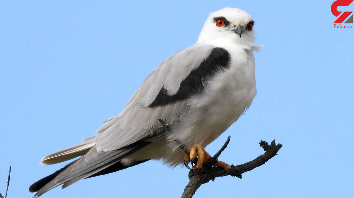 پرنده خاص برای اولین بار در تهران دیده شد + عکس
