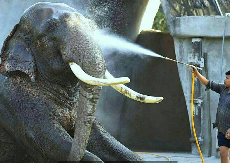 حمام کردن جالب فیل! + عکس