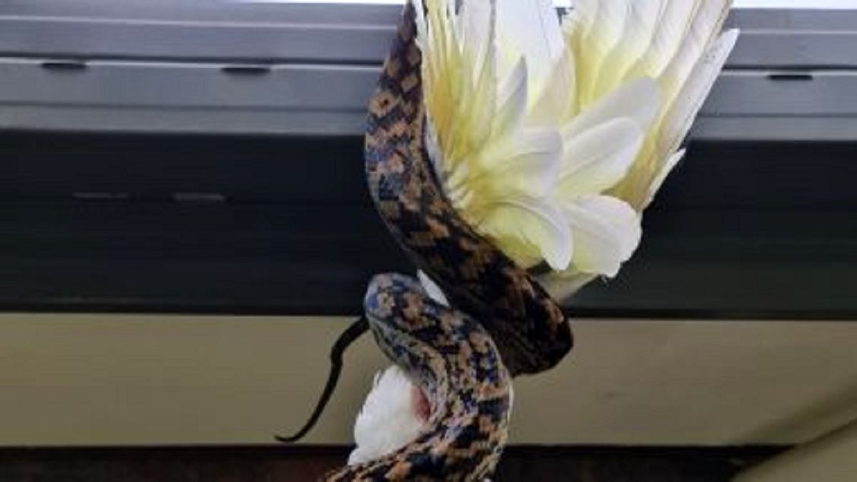 تصاویری از طوطی قبل از بلعیده شدن مار ۳ متری