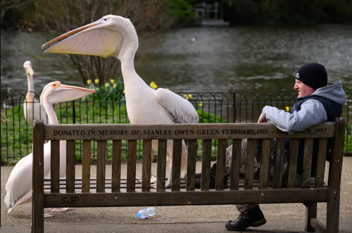 جثه بزرگ پلیکان های پارکی در لندن + عکس
