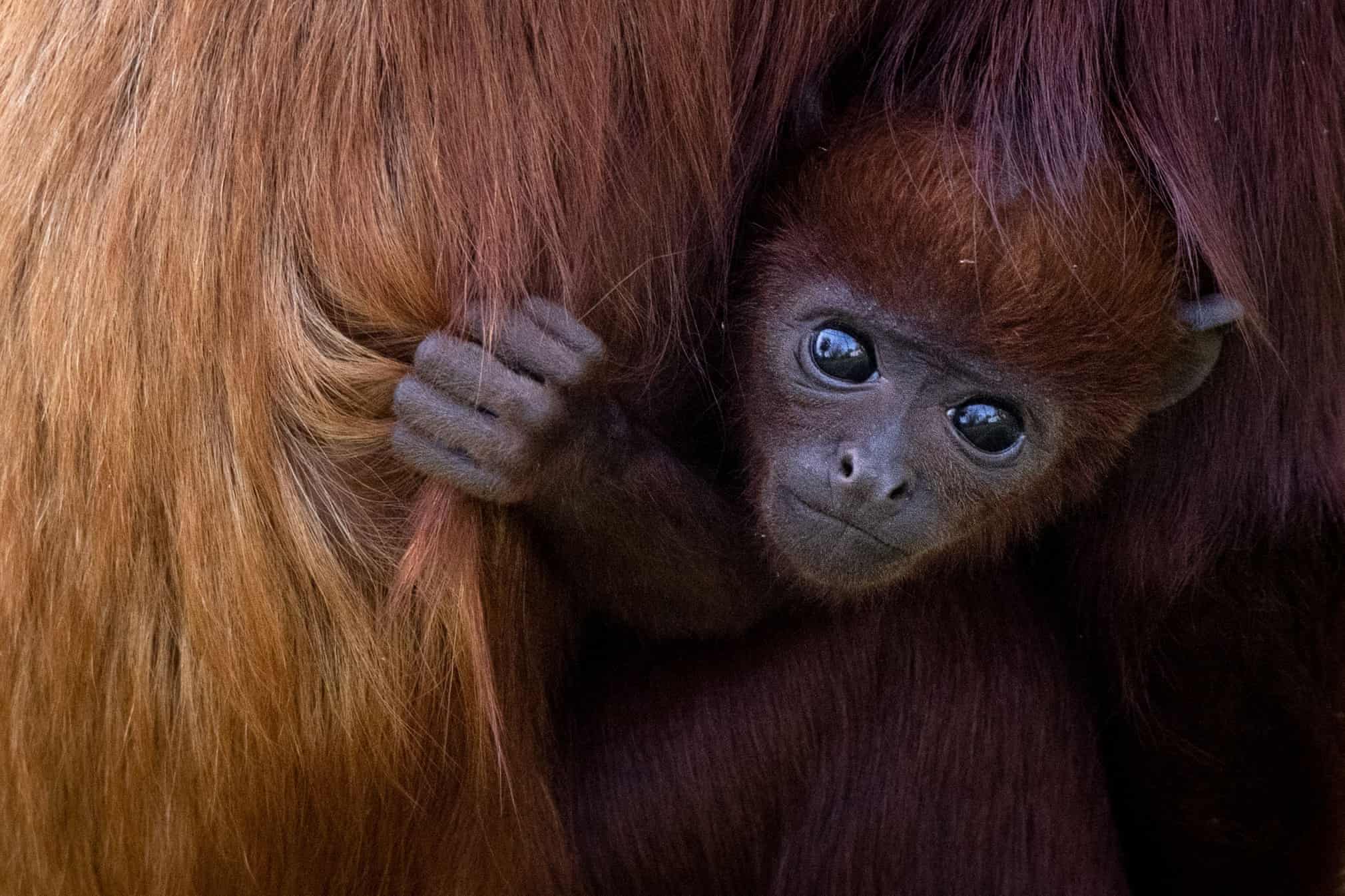 میمون تازه متولد شده در پارک جانورشناسی فرانسه + عکس