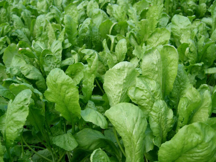 درمان سرفه با سبزی شاهی