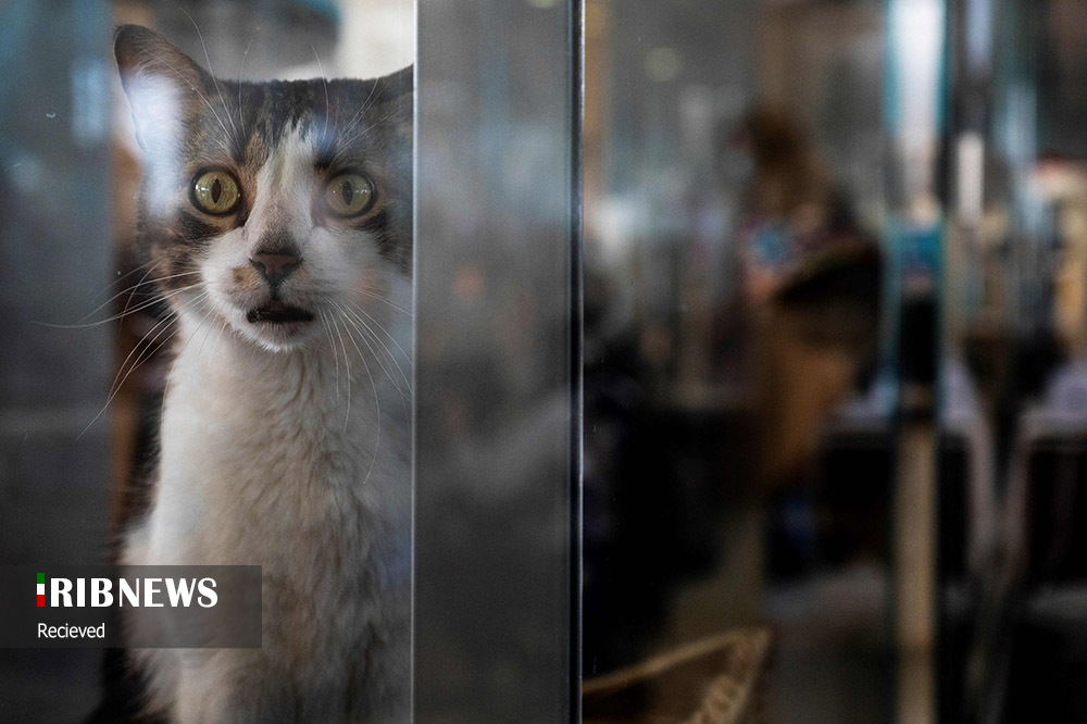 بهت جالب یک گربه + عکس