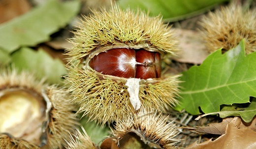 4خاصیت شگفت انگیز شاه بلوط برای سلامتی