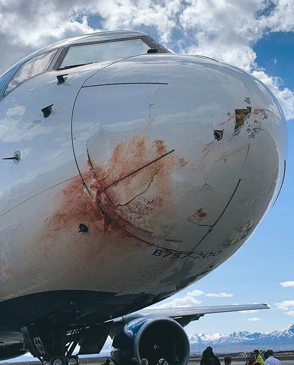 بلایی که پرندگان بر سر بویینگ ۷۵۷ آمریکایی آوردند! + عکس