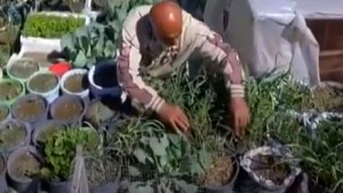 پیرمرد فلسطینی سقف خانه‌اش را باغچه کرد +عکس