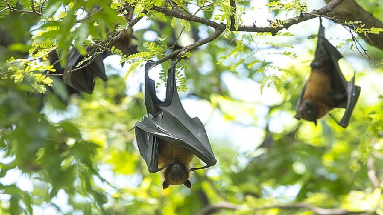  کشف ویروسی مرگبار در خفاش‌ها