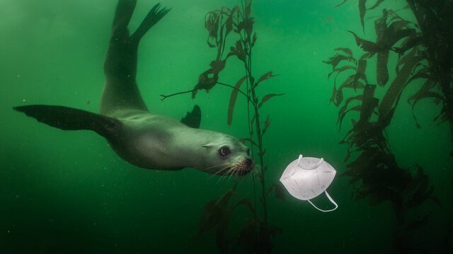 بازی شیر دریایی با ماسک + عکس