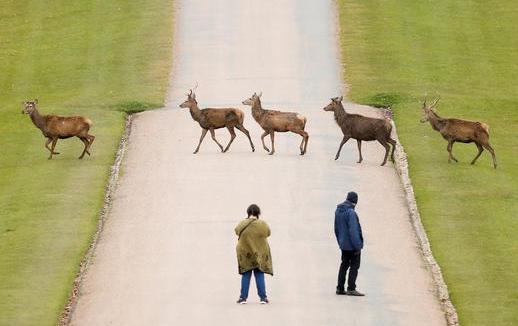 تصویری زیبا از عبور گوزن ها + عکس