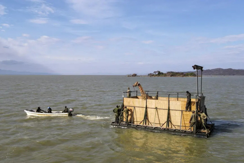 طریقه جالب انتقال یک زرافه از رود بارینگو در کنیا + عکس