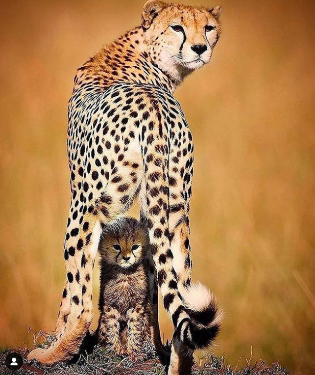 تصویری زیبا از یوز پلنگ و توله اش + عکس