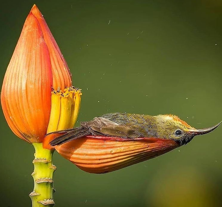 استراحت پرنده در گلبرک + عکس