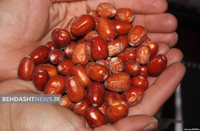 خواص بی نظیر پودر سنجد در پوکی استخوان