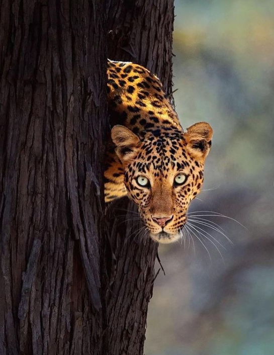 ژست های دیدنی یک پلنگ روی درخت + عکس