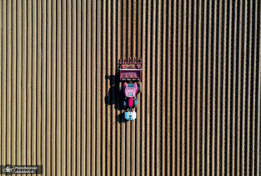  نمایی هوایی از زمین کاشت سیب زمینی + عکس