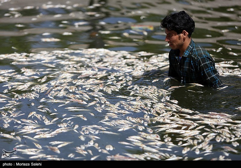 مرگ هزاران ماهی در زاینده رود اصفهان + عکس
