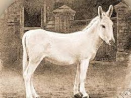 تصویری جالب از سند الاغ در قدیم! + عکس