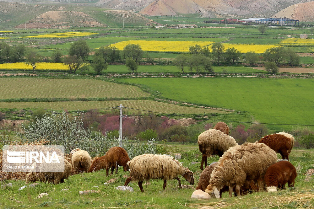 مزارع زیبای کلزا در خراسان شمالی + عکس