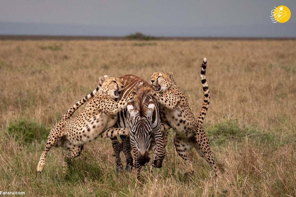 حمله یوزپلنگ ها به یک گورخر! + عکس