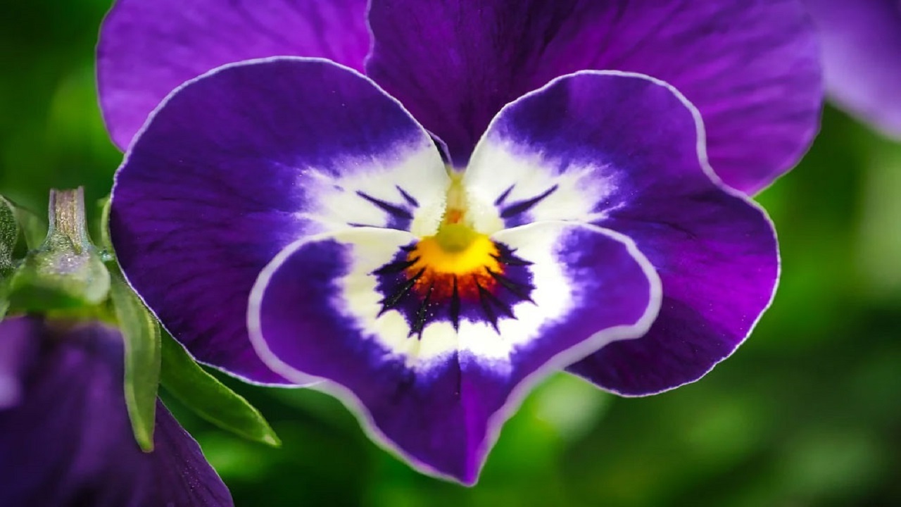  ۱۰ گل زیبا برای کسانی که عاشق رنگ بنفش هستند + عکس