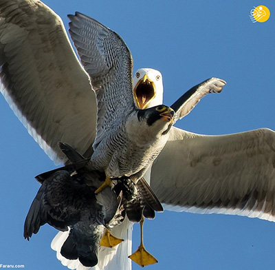 حمله مرغ‌های دریایی به شاهین! + عکس