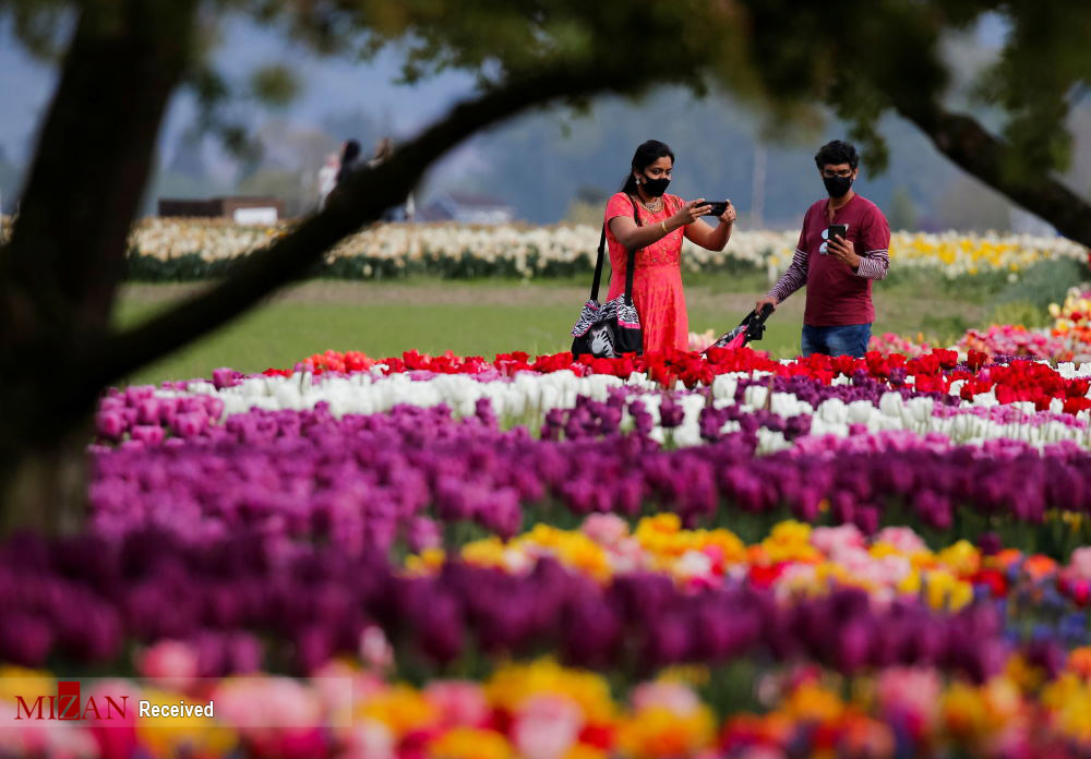 دره گل‌های لاله در آمریکا + عکس