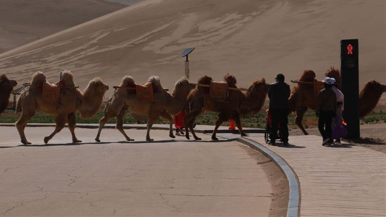 رونمایی از اولین چراغ راهنمایی برای رفت‌وآمد شترها + عکس
