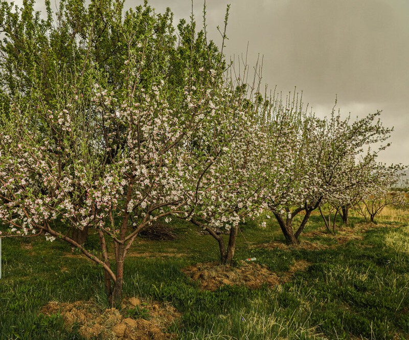 جادویی از جلوه زیبای بهار با شکوفه‌های درختان سیب در سمیرم+ عکس