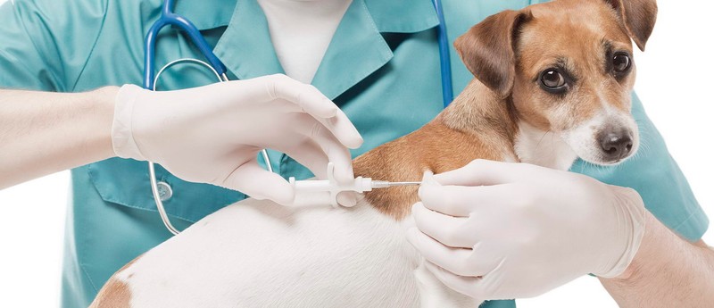 این کشور اولین واکسن ضد کرونای حیوانات را تولید کرد