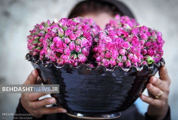 خواص بی نظیر دارویی گل محمدی 