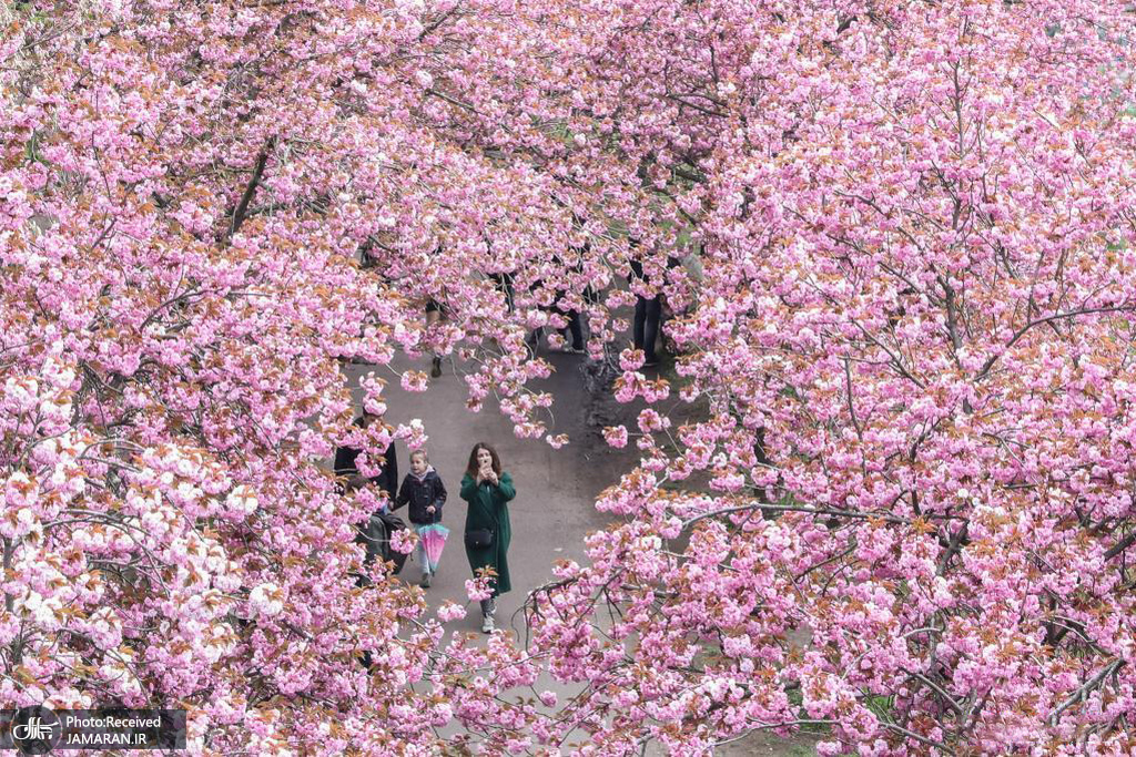 شکوفه های گیلاس در آلمان + عکس